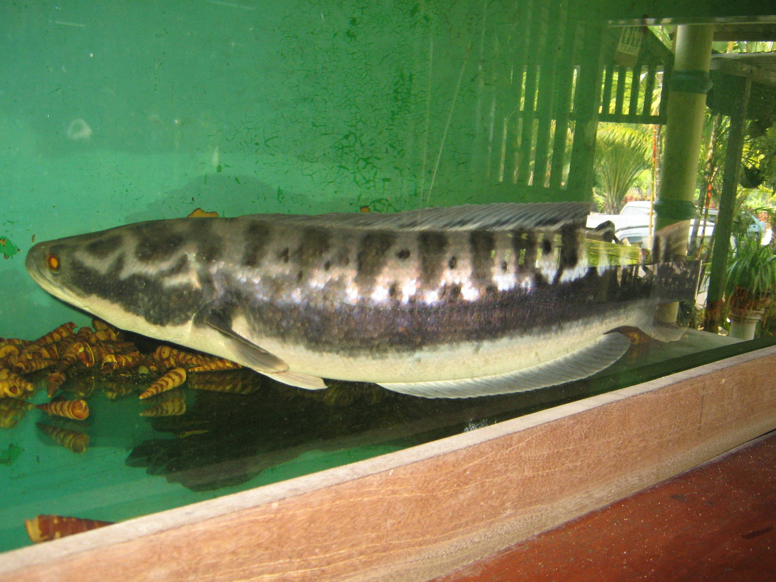 snakehead