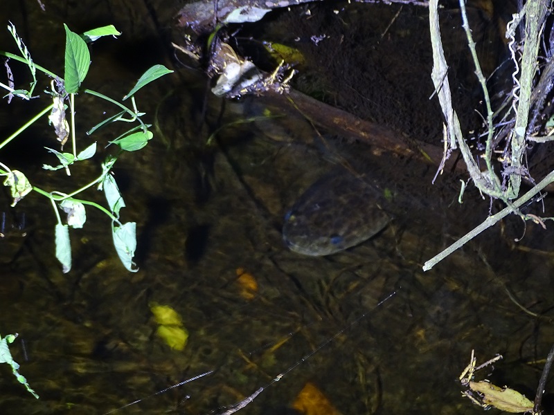 Snakeheaded fish (Channa striata)