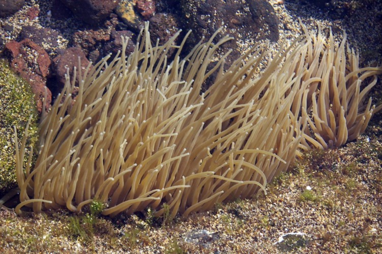 Snakelocks Anemone (Anemonia sulcata)