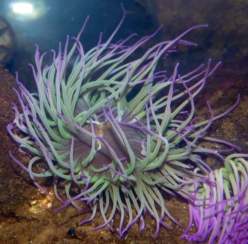 Snakelocks anemone (Anemonia viridis)