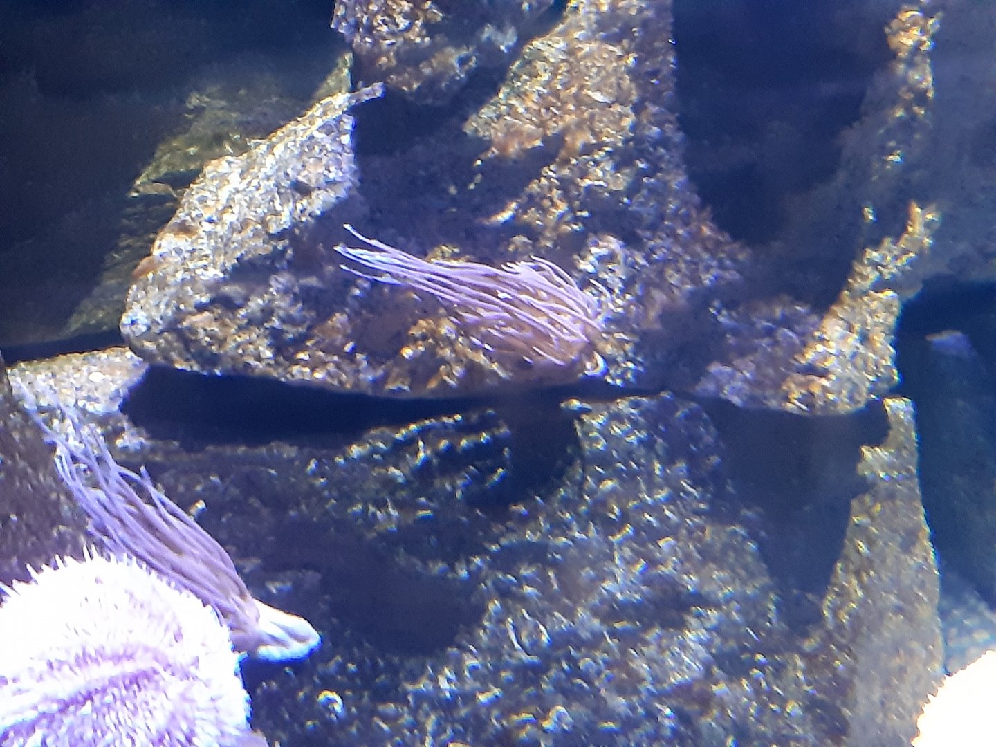 Snakelocks Anemone (Anemonia viridis)