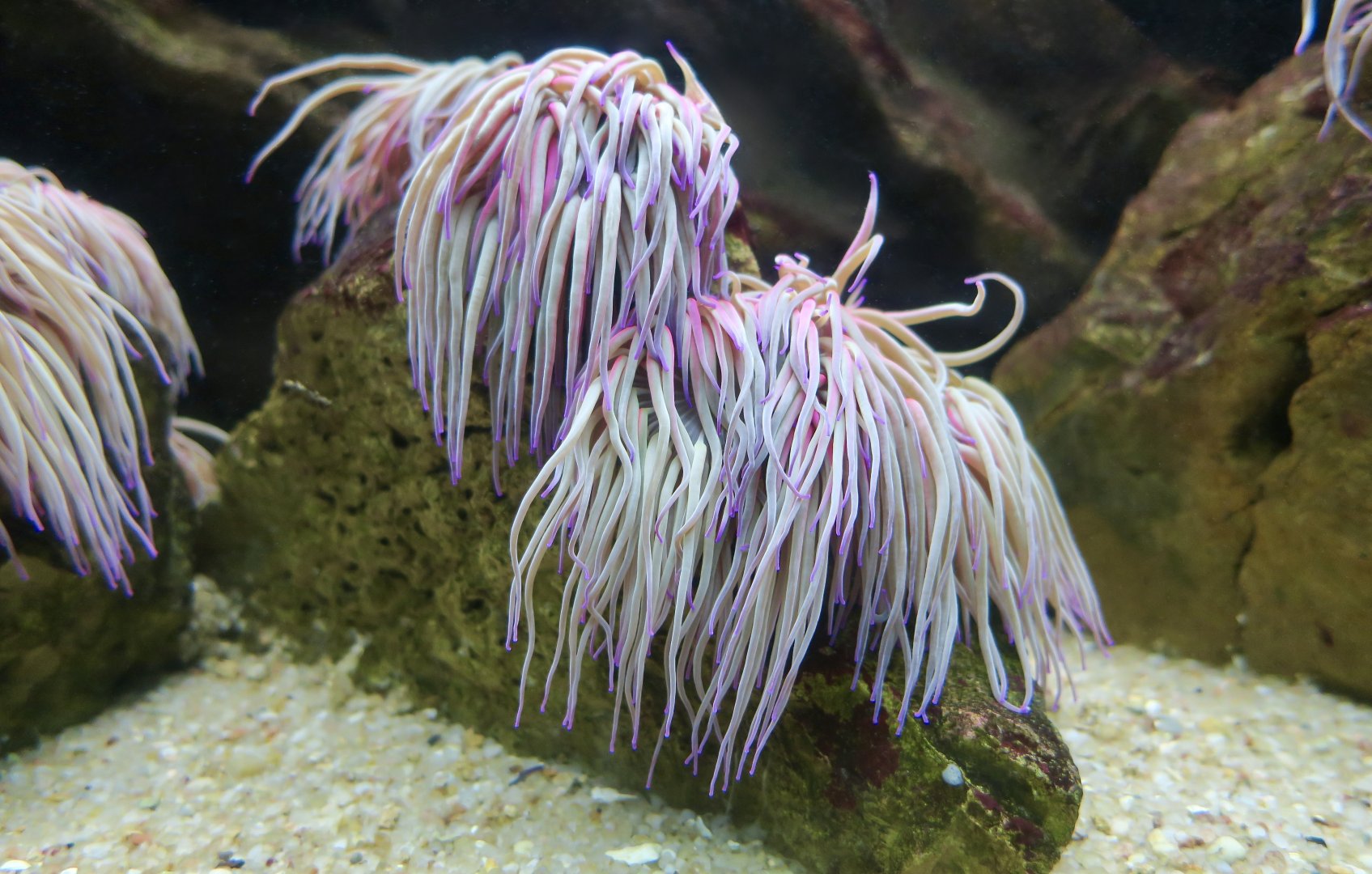 Snakelocks Anemone (Anemonia viridis)