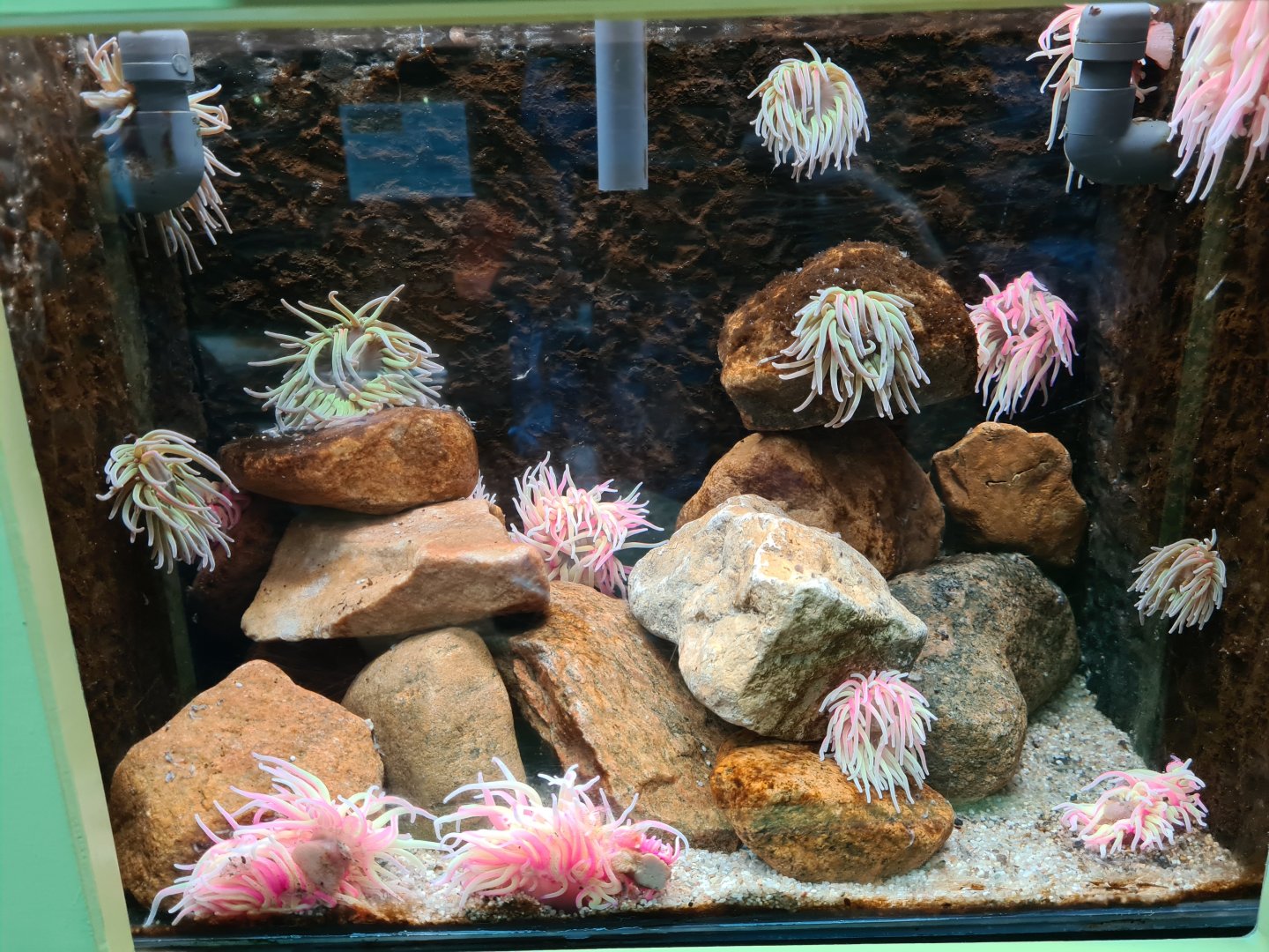 Snakelocks anemone tank