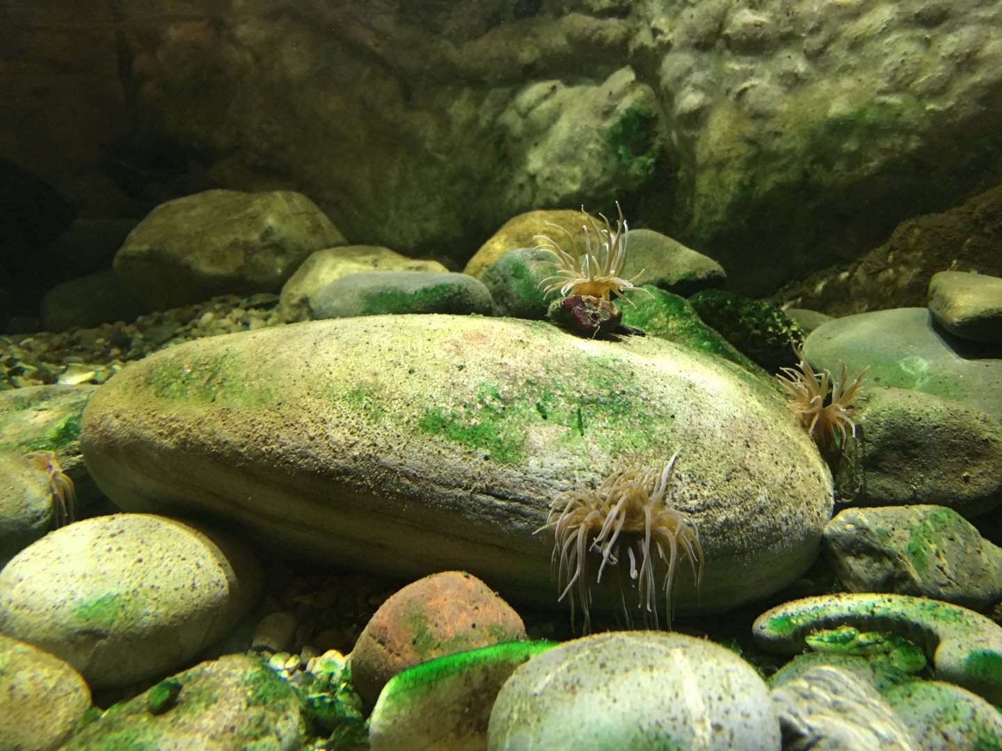 Snakelocks anemones 010817