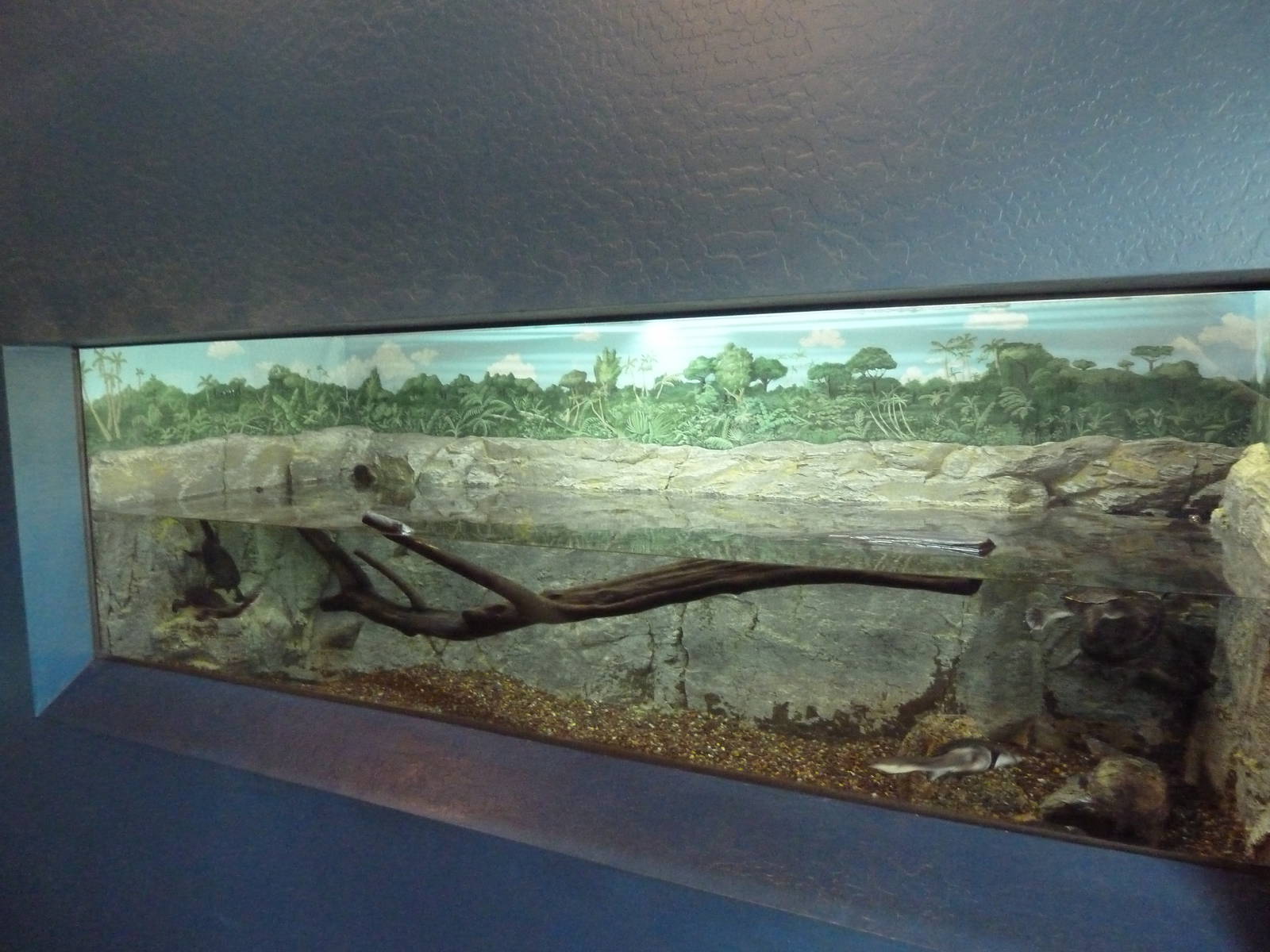 Snakeneck Turtle Exhibit