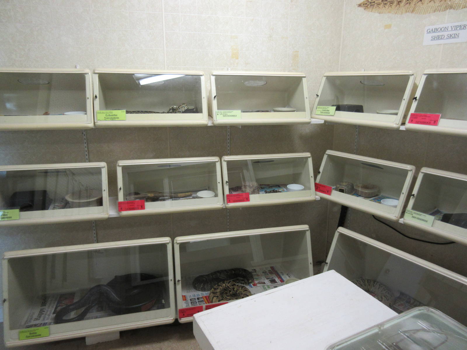 Snakes in Terrariums