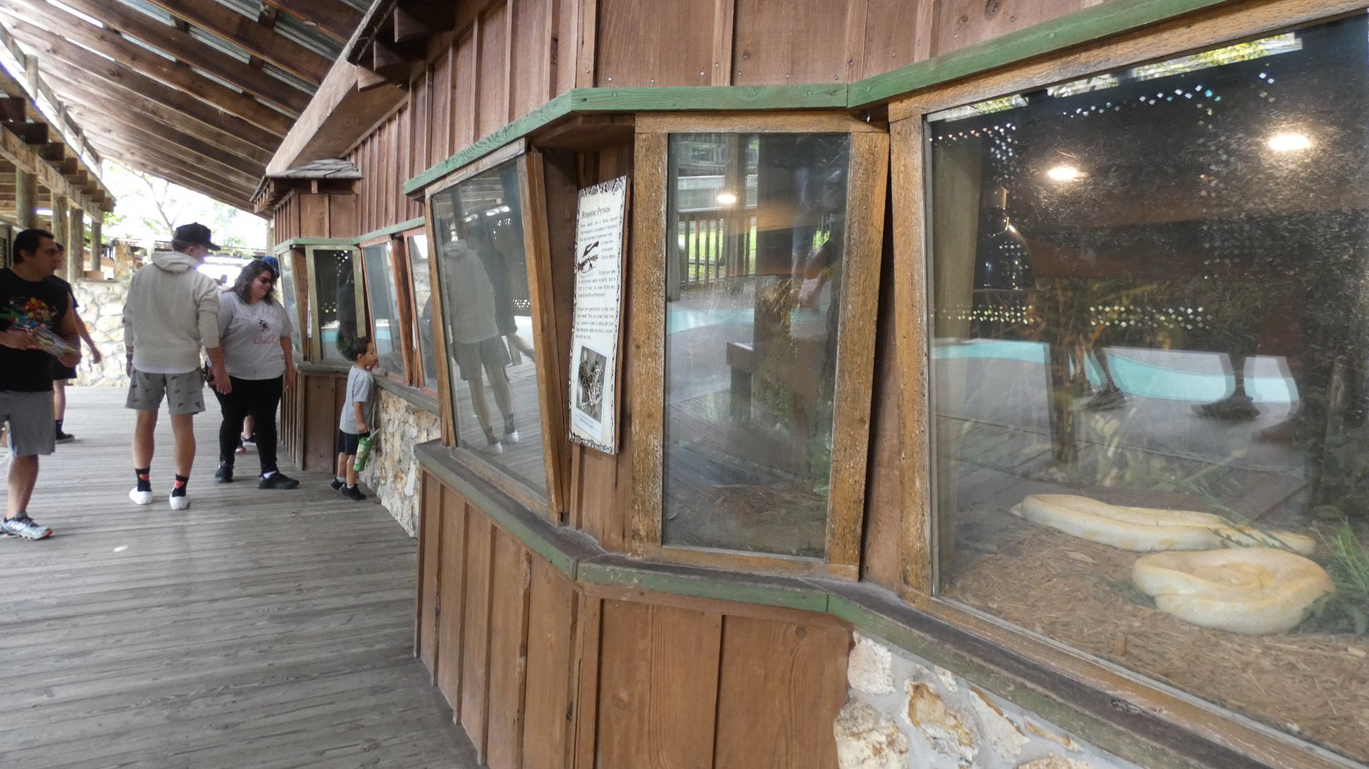 Snakes of Florida Terrariums - Jan. 2022