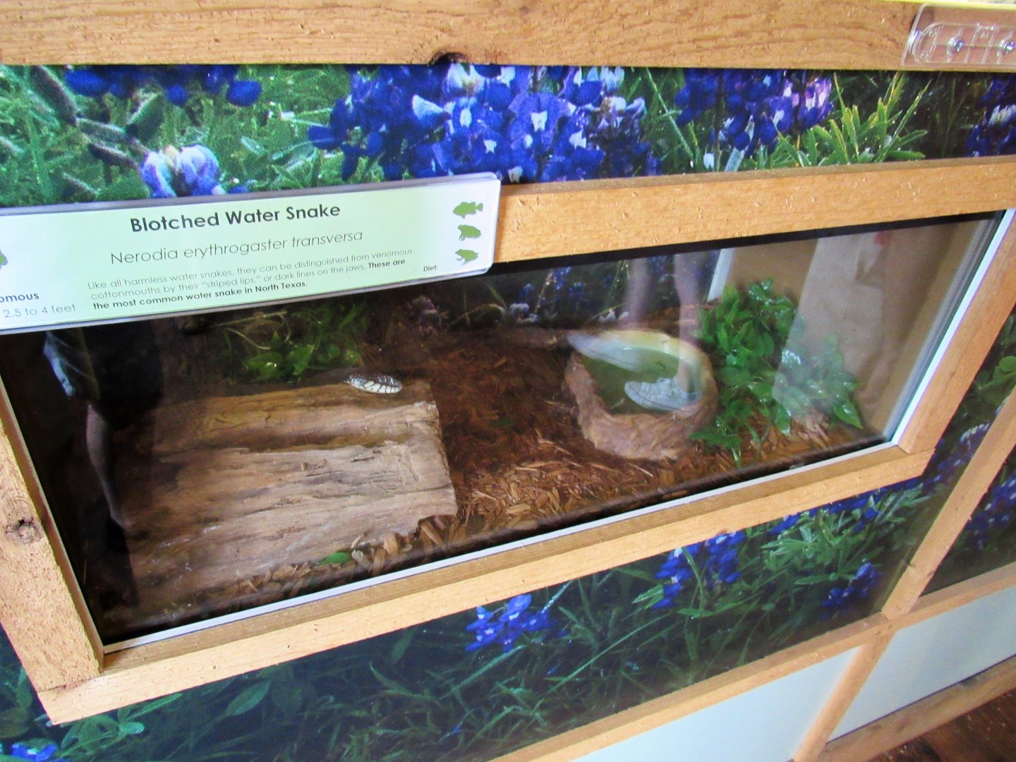 Snakes of Texas- Blotched Water Snake Exhibit