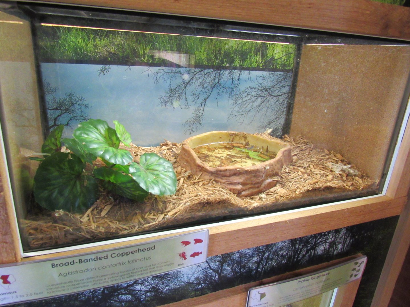 Snakes of Texas- Broad-Banded Copperhead Exhibit