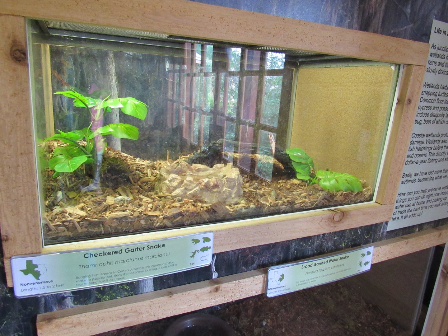 Snakes of Texas- Checkered Garter Snake Exhibit