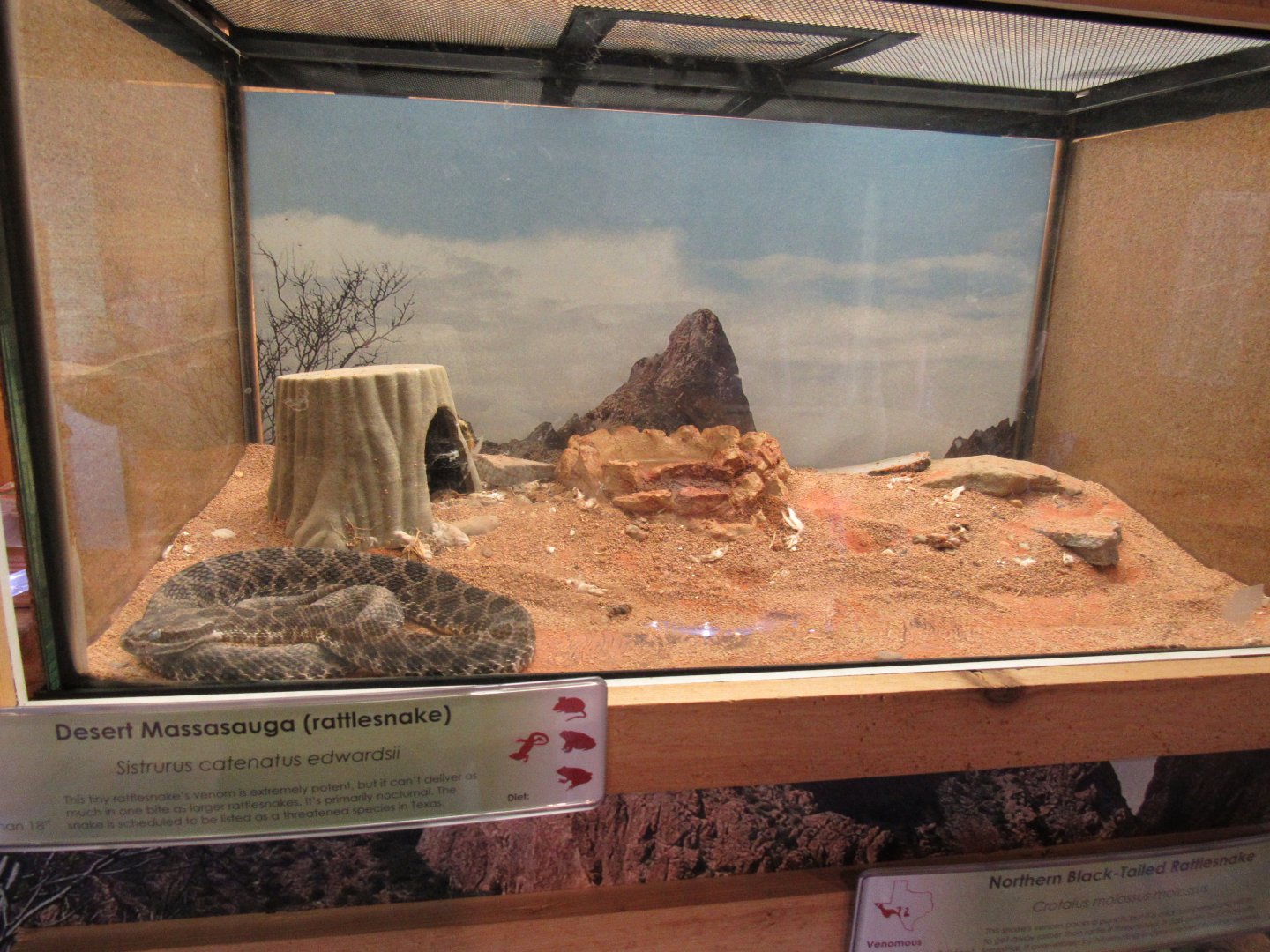 Snakes of Texas- Desert Massasauga Rattlesnake Exhibit