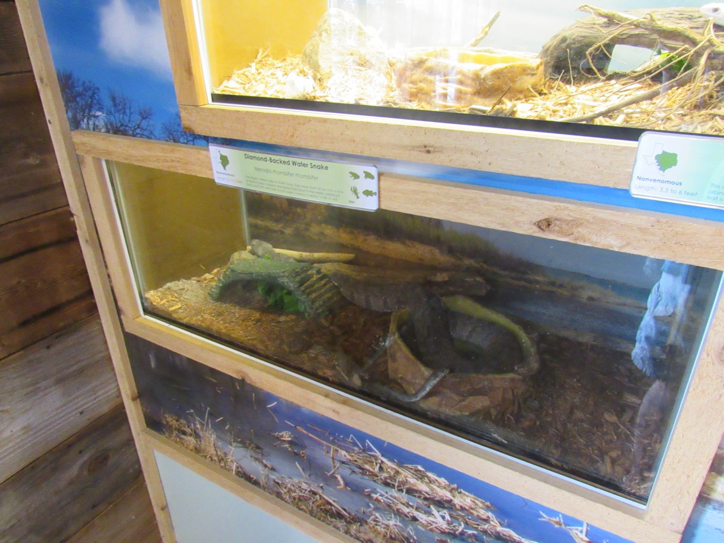Snakes of Texas- Diamond-Backed Water Snake Exhibit