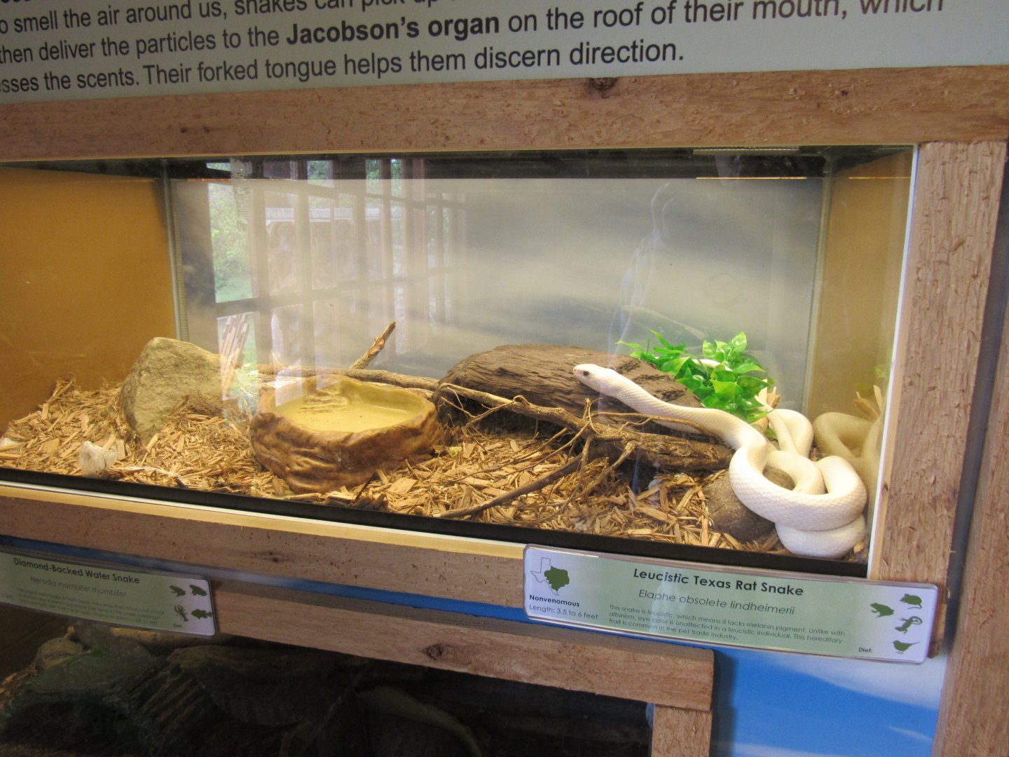 Snakes of Texas- Leucistic Texas Rat Snake Exhibit