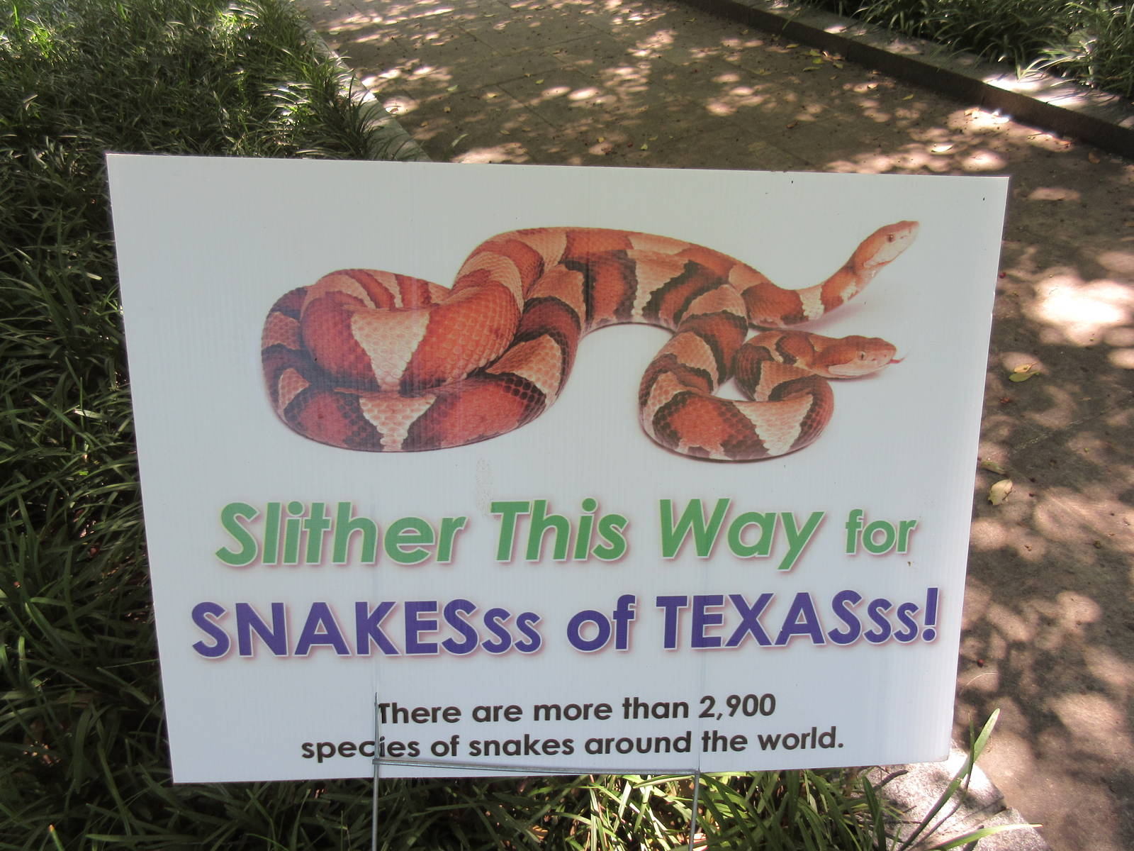 Snakes of Texas - New Permanent Exhibit in 2015