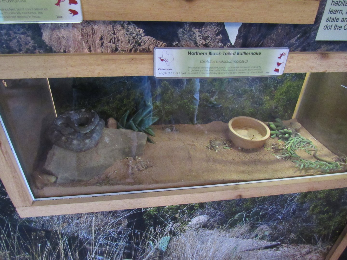 Snakes of Texas- Northern Black-Tailed Rattlesnake Exhibit
