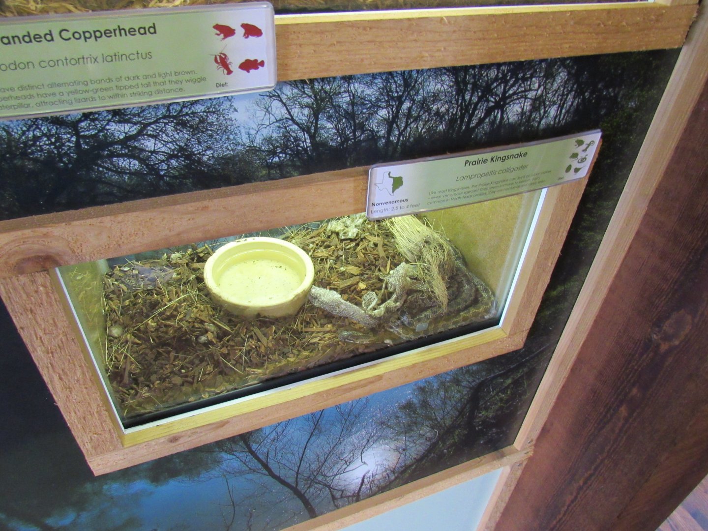 Snakes of Texas- Prairie Kingsnake Exhibit