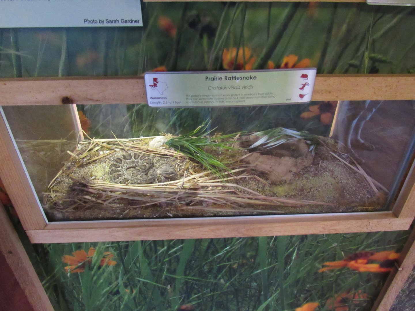 Snakes of Texas- Prairie Rattlesnake Exhibit