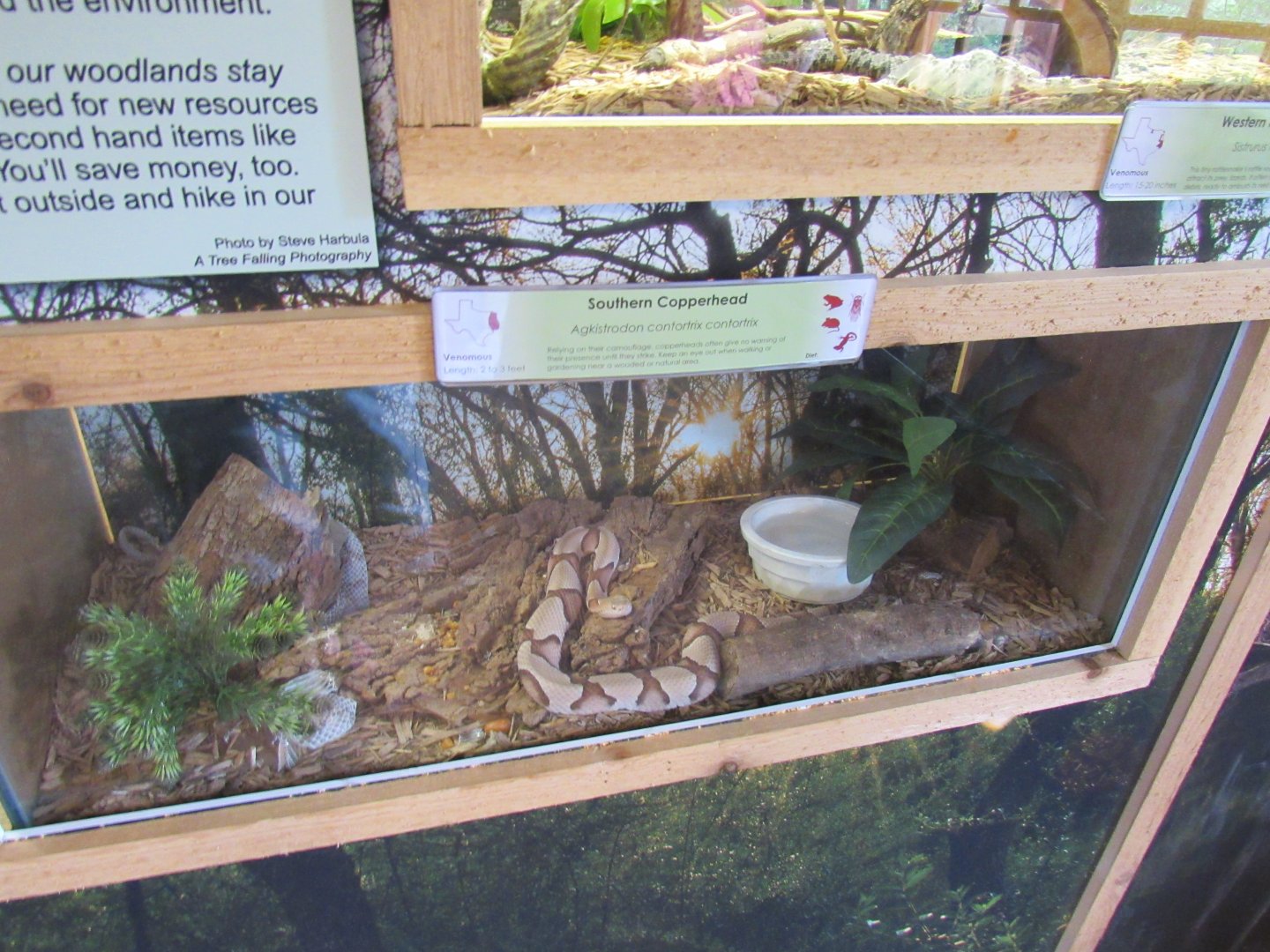 Snakes of Texas- Southern Copperhead Exhibit