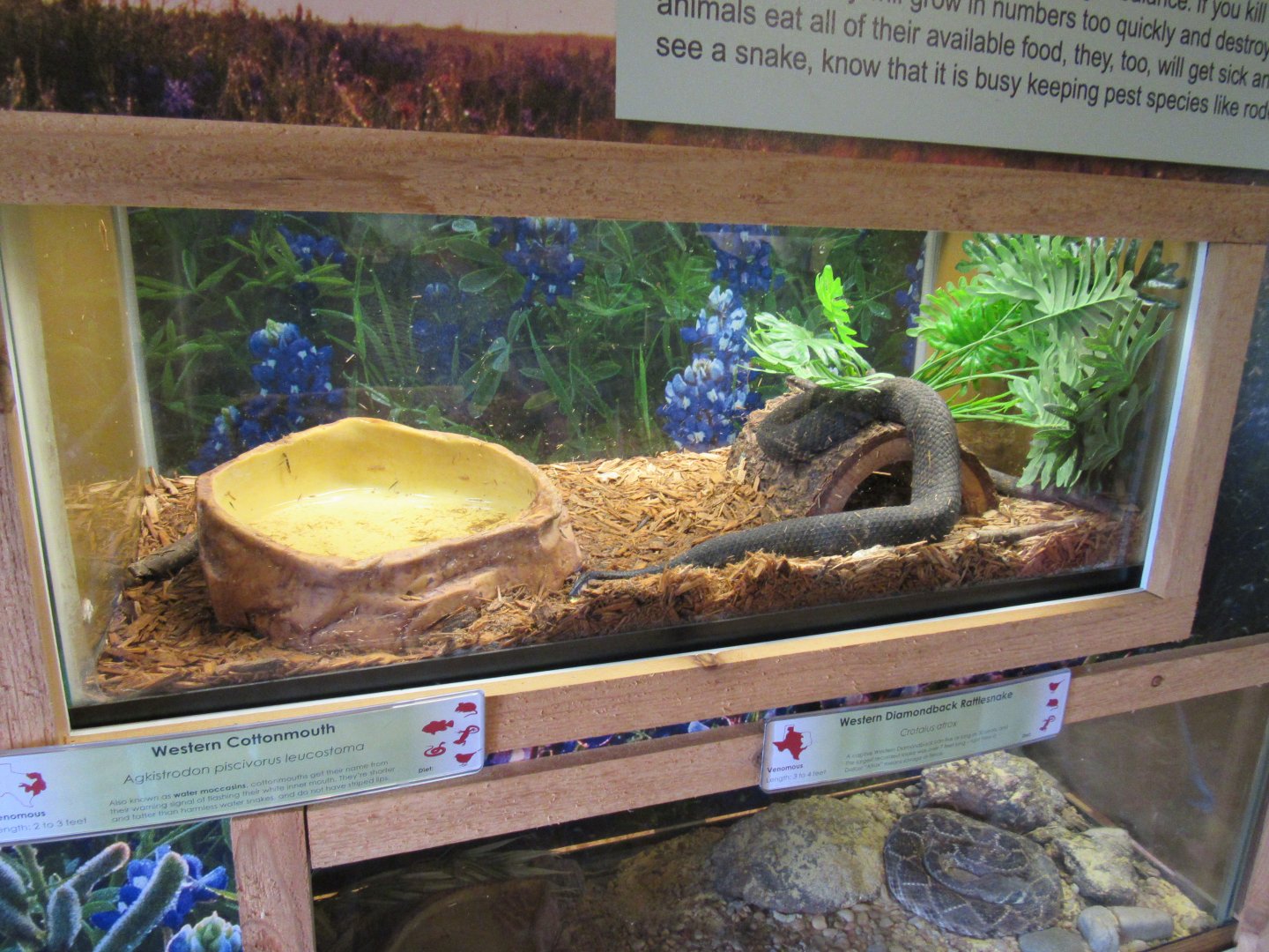 Snakes of Texas- Western Cottonmouth Exhibit
