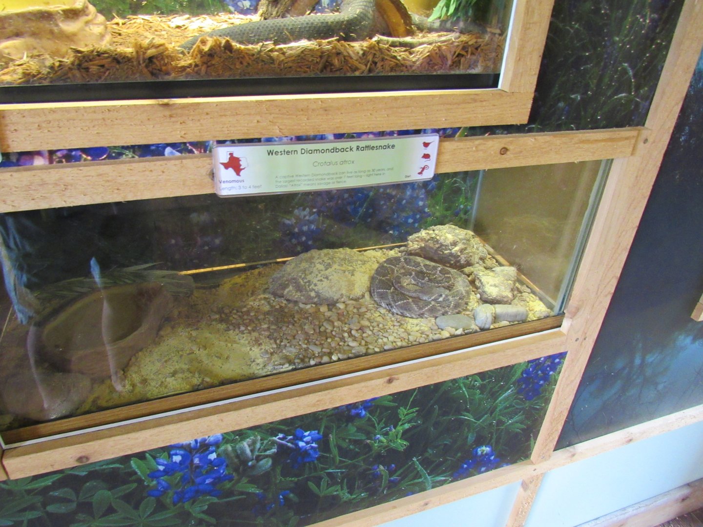 Snakes of Texas- Western Diamondback Rattlesnake Exhibit