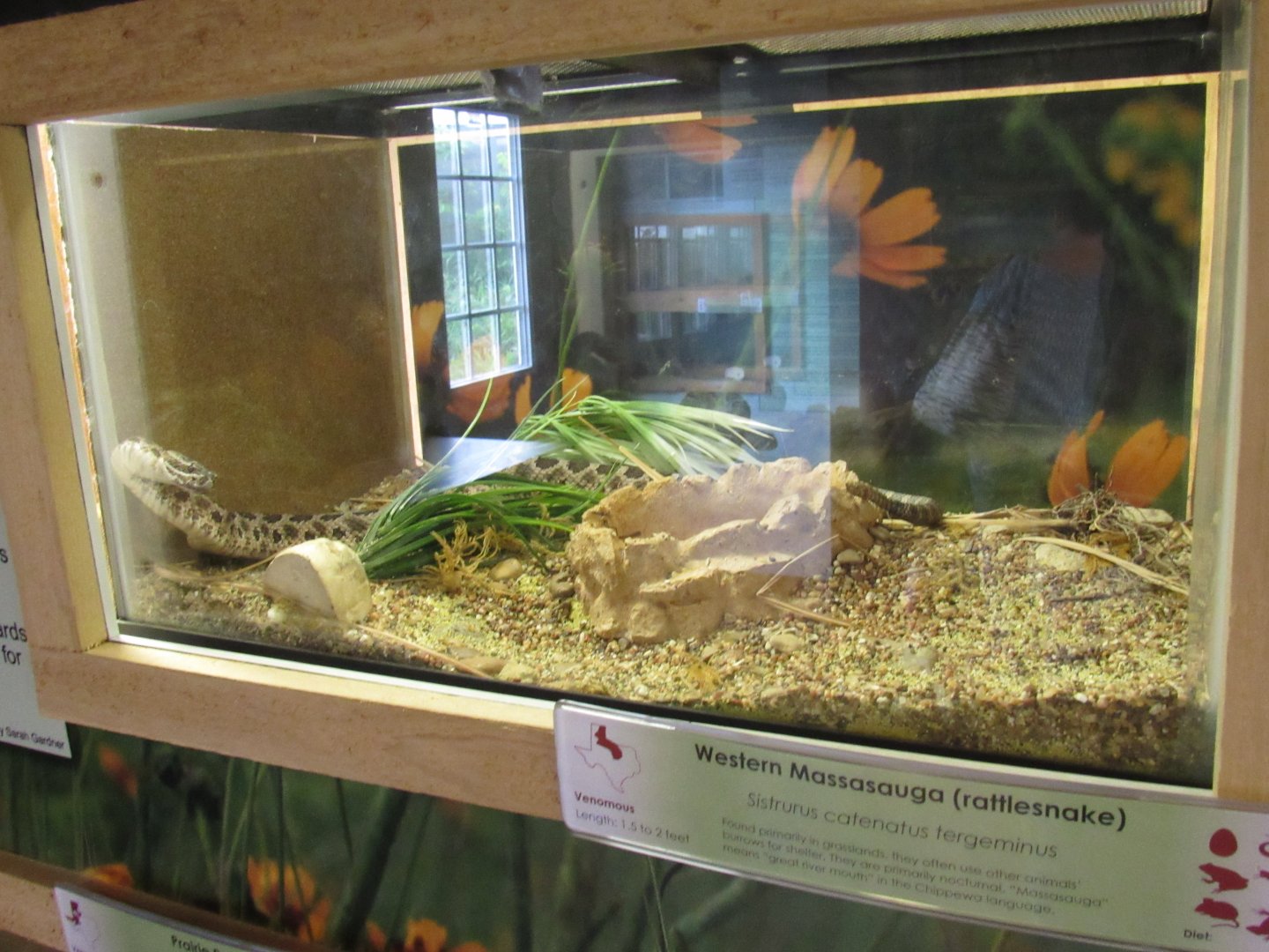 Snakes of Texas- Western Massasauga Rattlesnake Exhibit