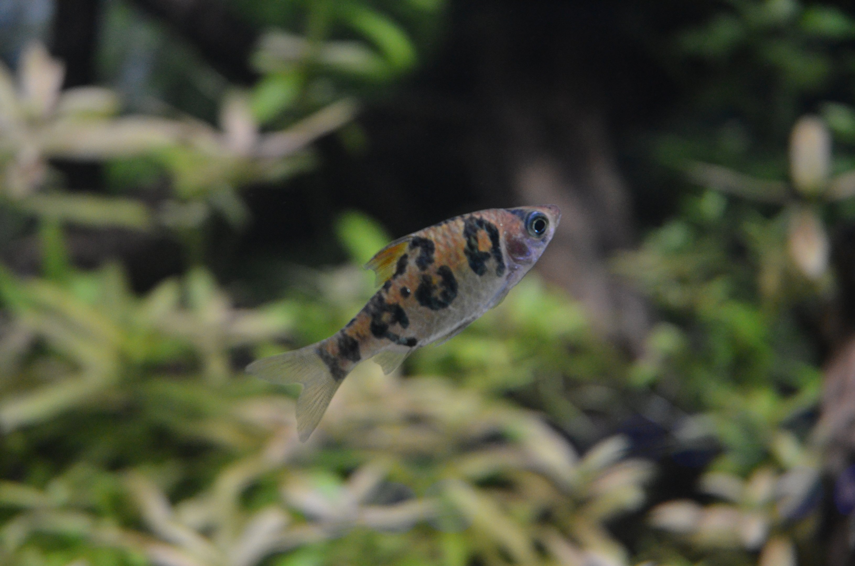 Snakeskin Barb at Chester, 04/03/17