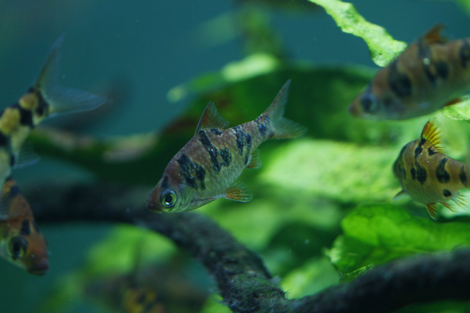 Snakeskin barb (Desmopuntius rhomboocellatus)