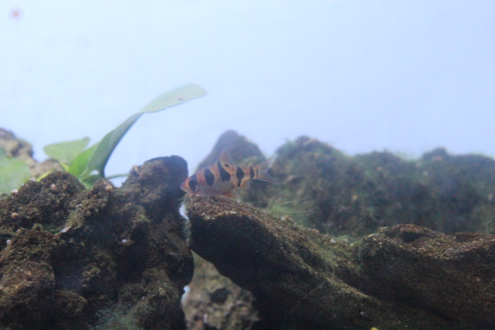 Snakeskin barb (Desmopuntius rhomboocellatus)