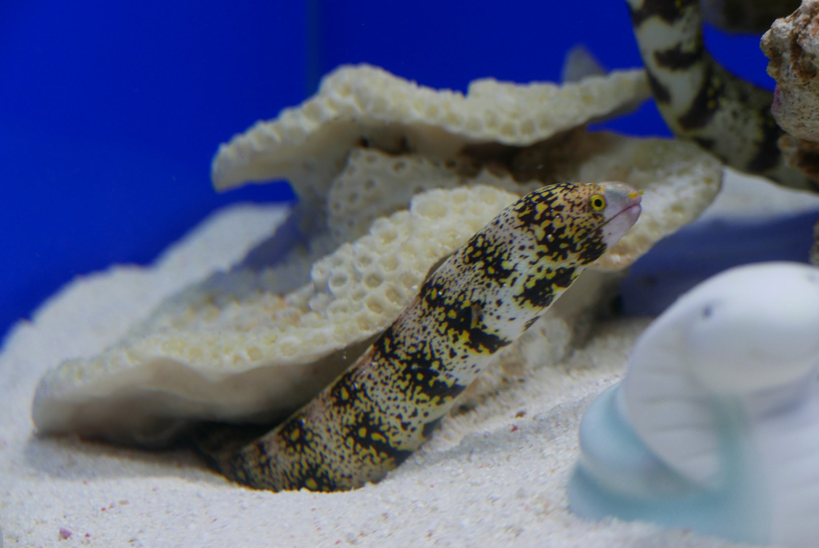 Snaowflake Moray