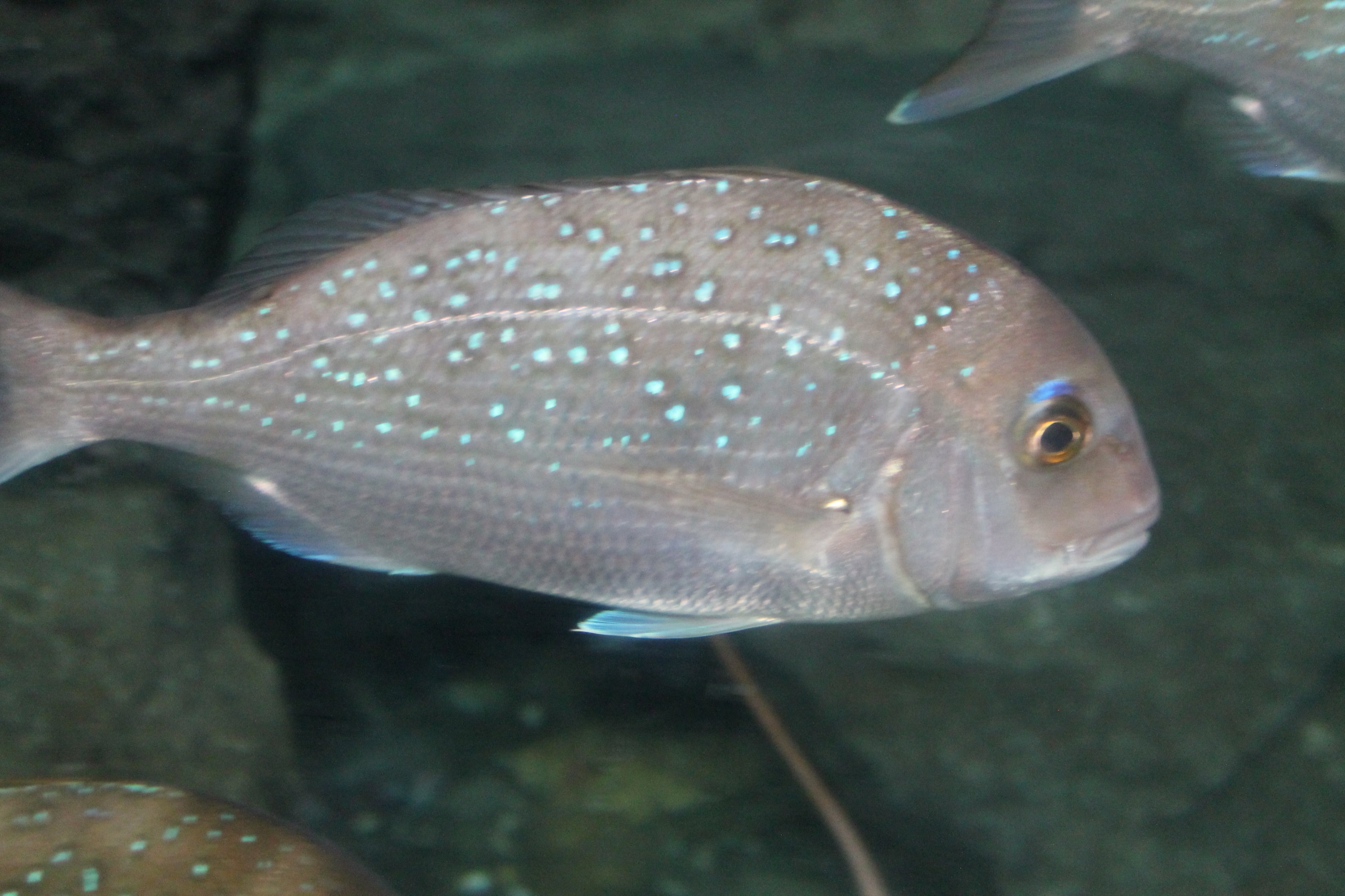 Snapper (Pagrus auratus)