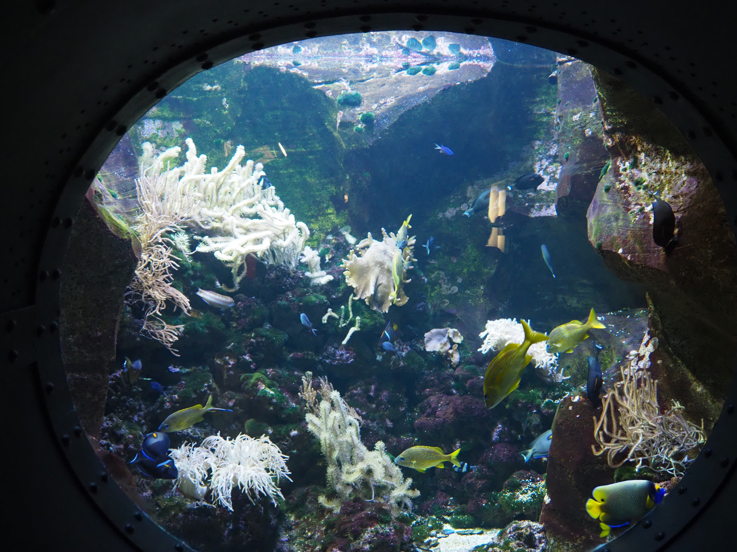 Snapper, Surgeonfish and Angelfish tank, 2020-09-03