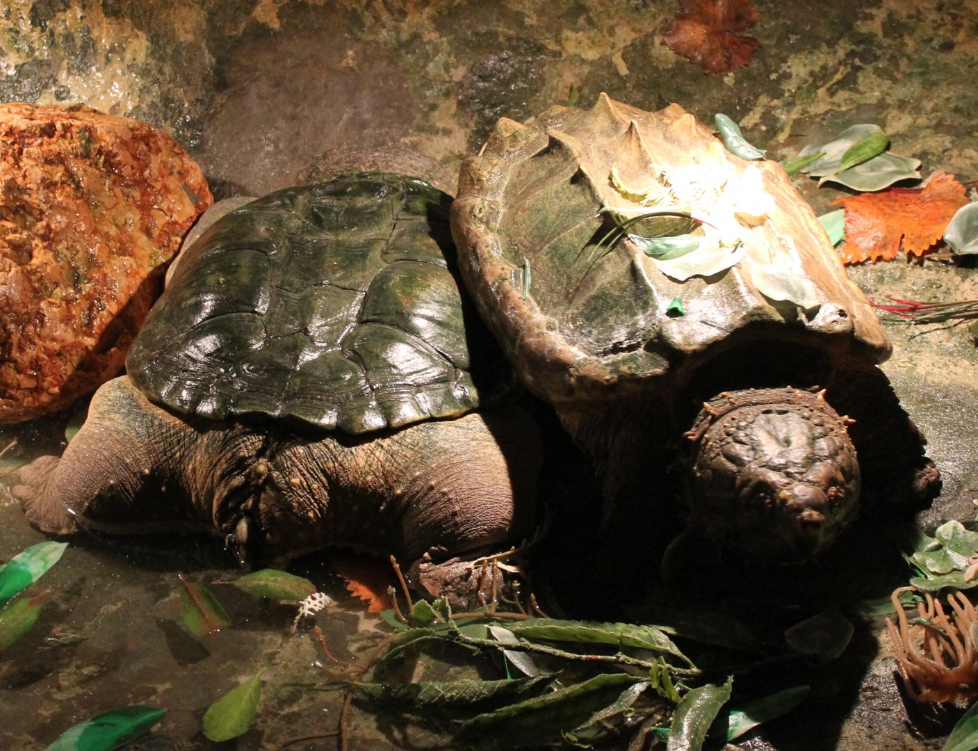 Snapping and Alligator snapping turtles