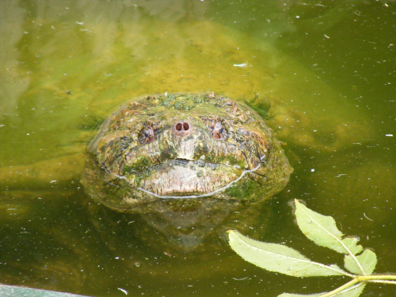 Snapping turtle at Eagle Heights, 10 September 2011