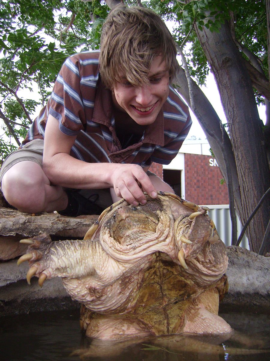 Snapping turtle Bredls Nov 08