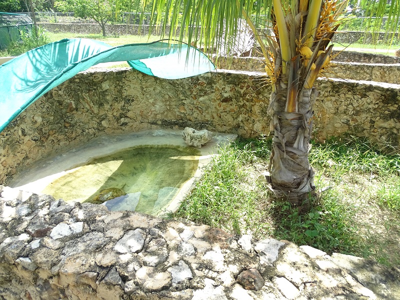 Snapping turtle enclosure