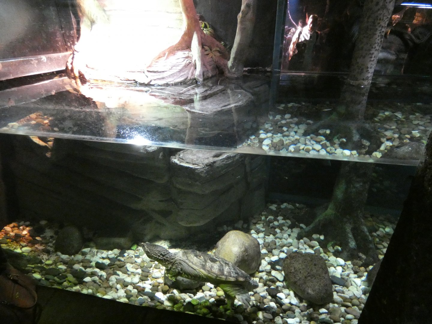 Snapping turtle enclosure