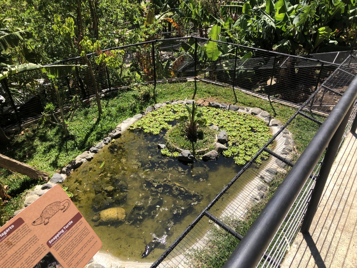 Snapping Turtle Enclosure