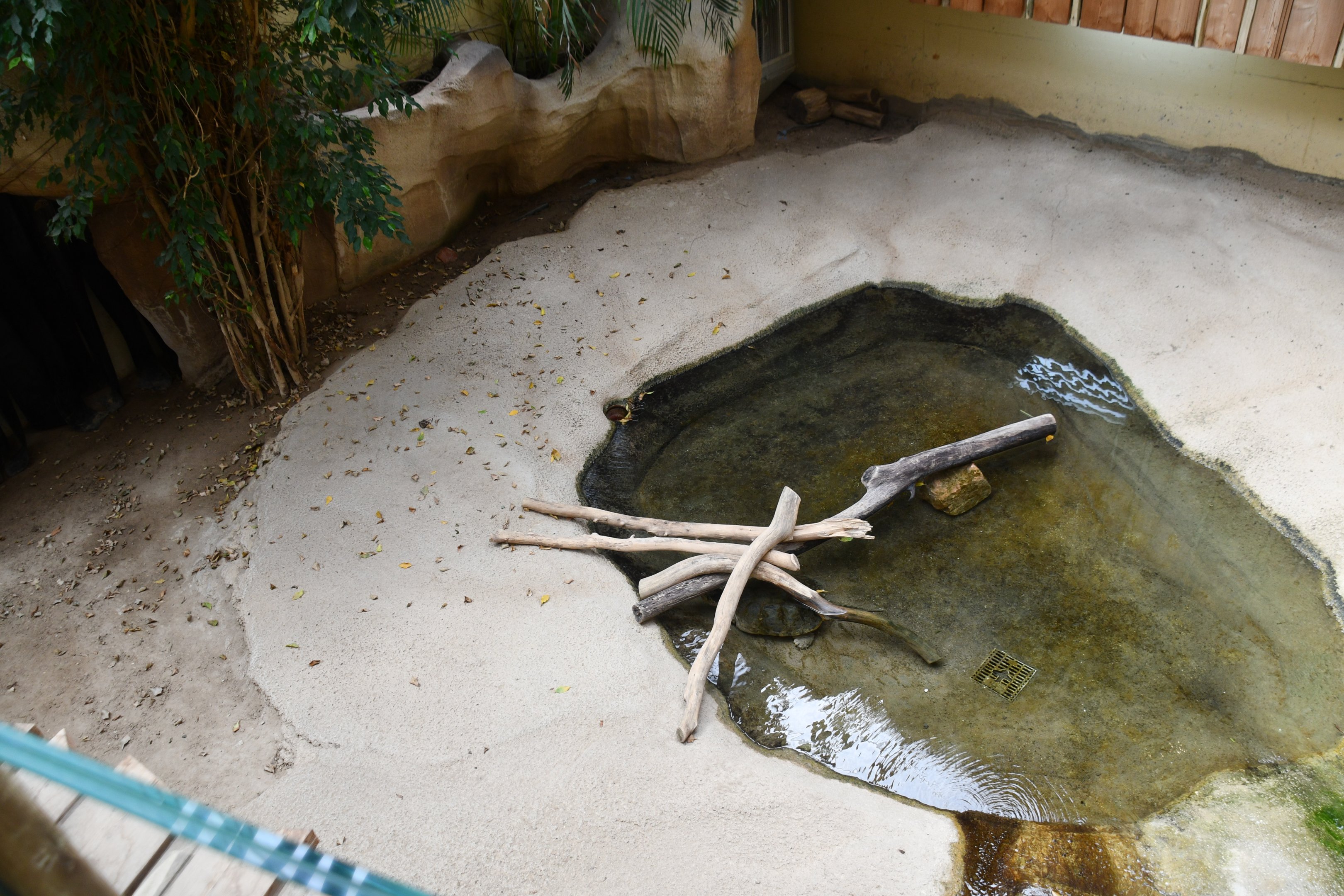 Snapping Turtle exhibit (House of Giants)