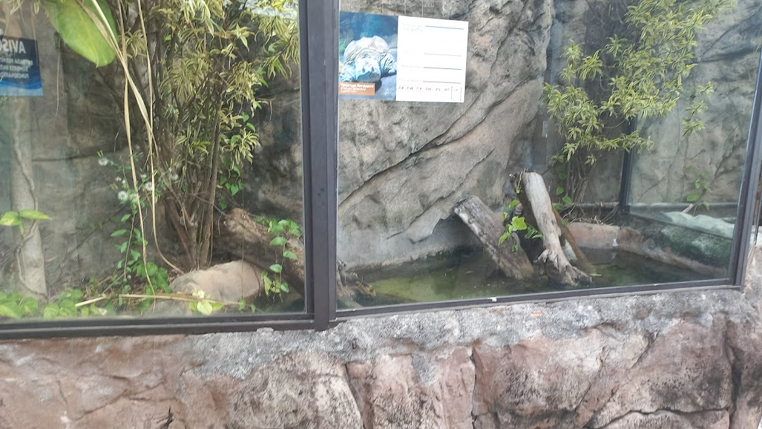 Snapping turtle exhibit - São Paulo aquarium