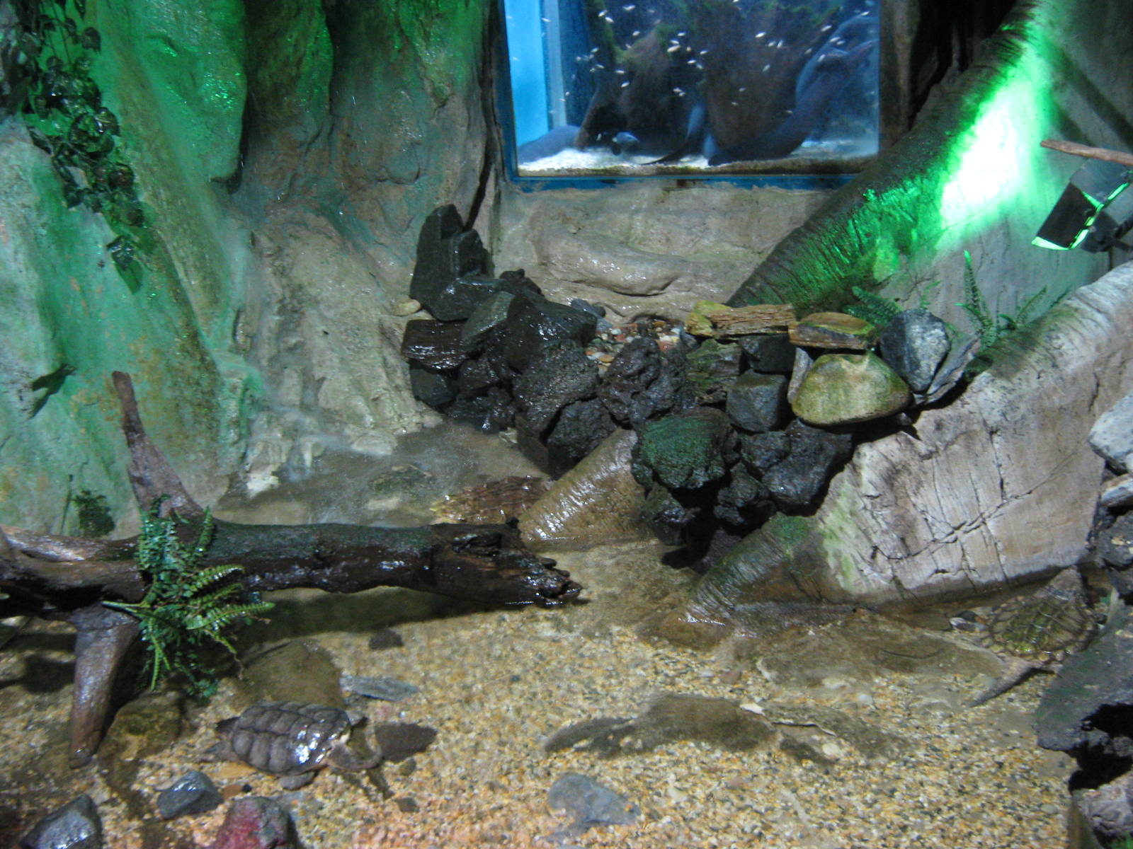 snapping turtle exhibit