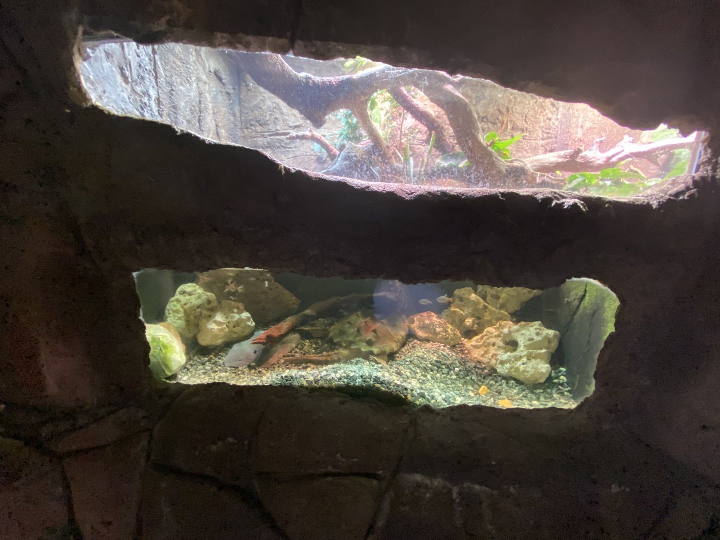 Snapping turtle exhibit