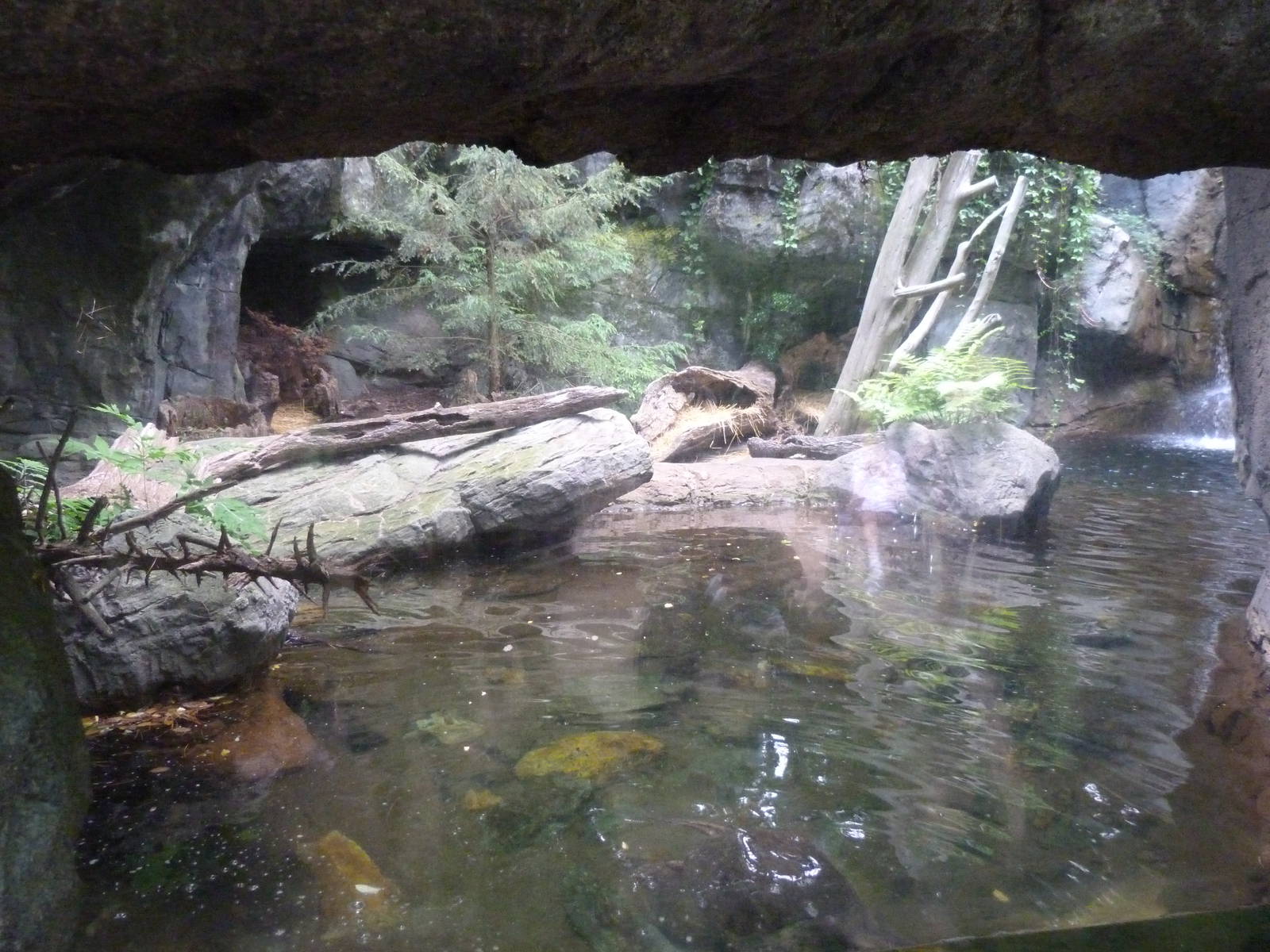 Snapping Turtle/Fox Exhibit