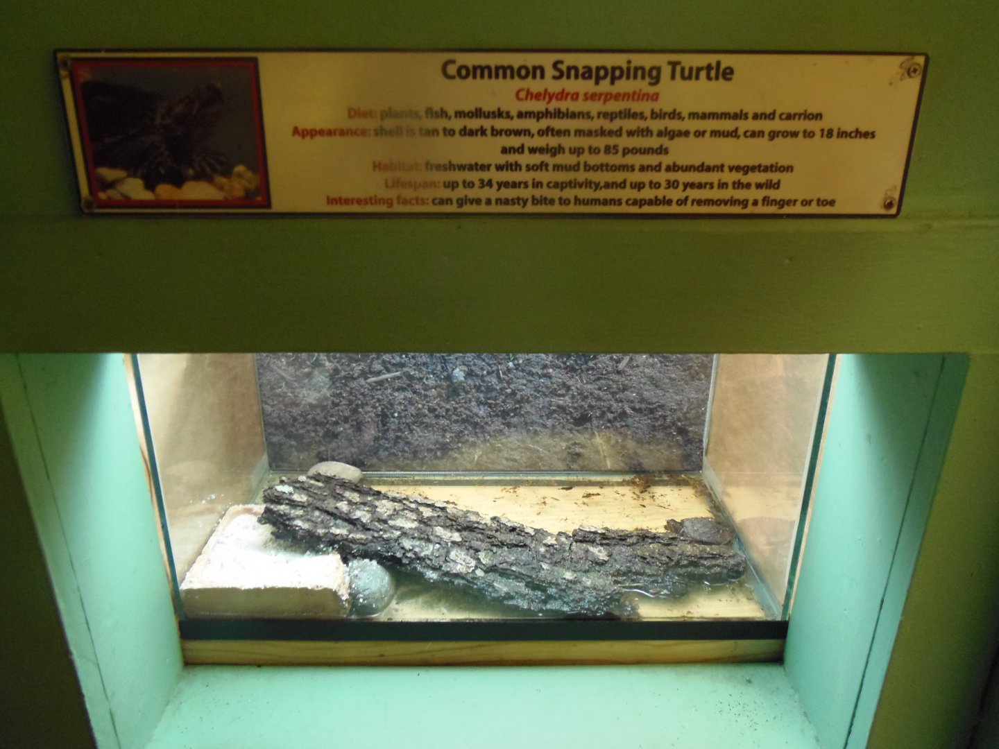 Snapping Turtle Hatchling Exhibit