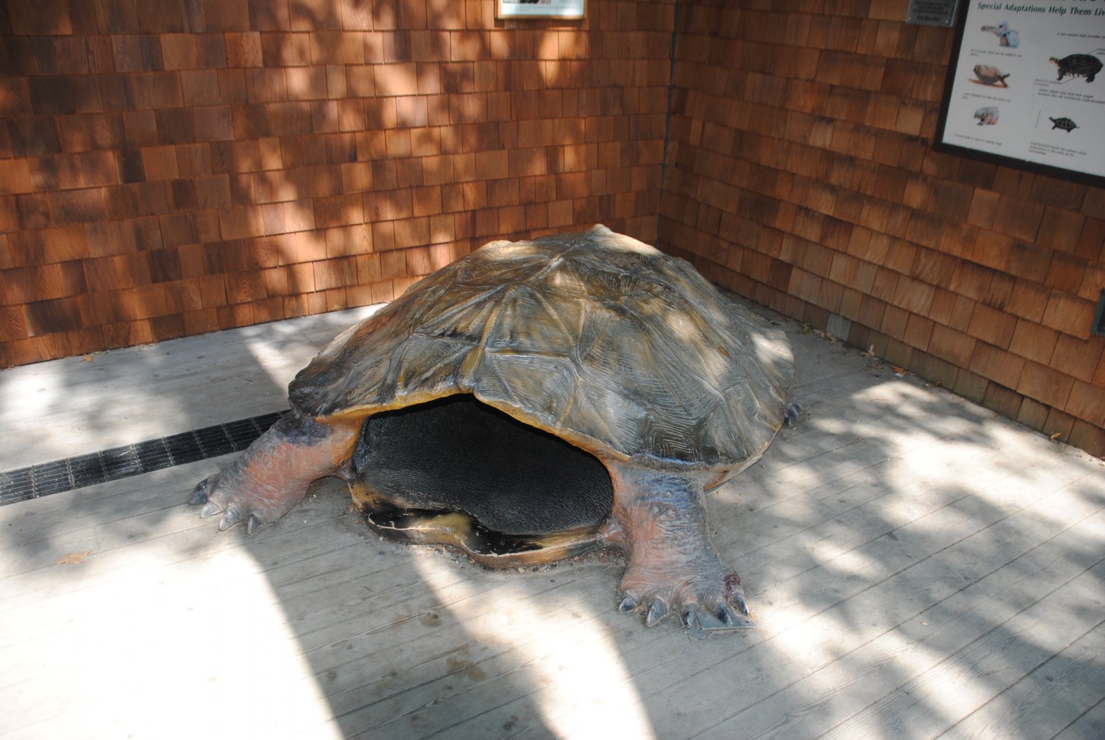 Snapping Turtle photo-prop (outside of Water Matters pavilion)