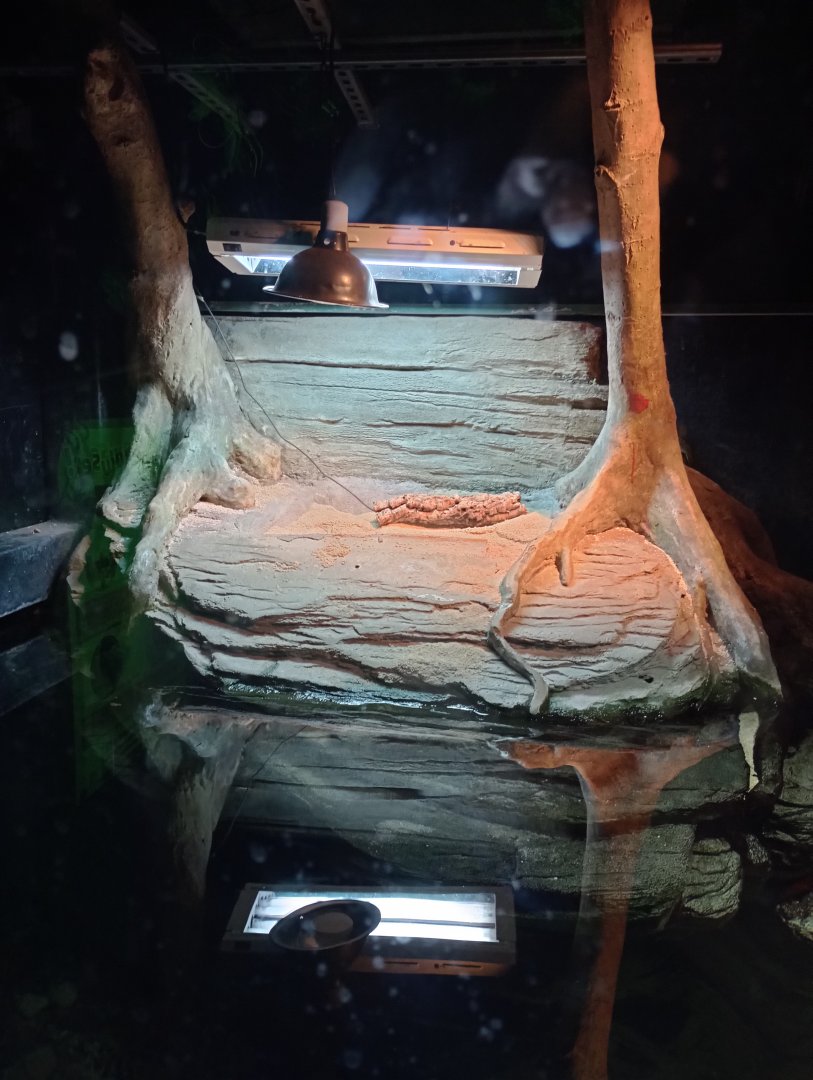 Snapping turtle rock