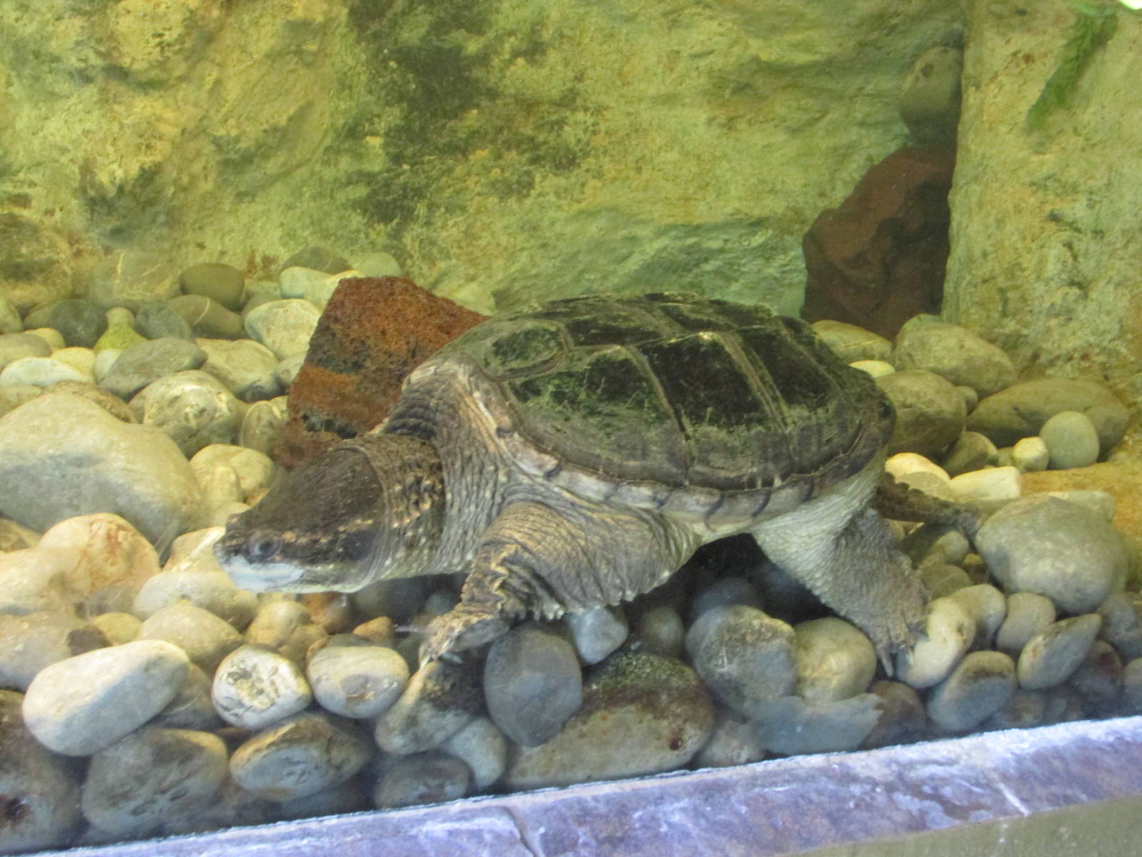 snapping turtle san juan de aragon zoo