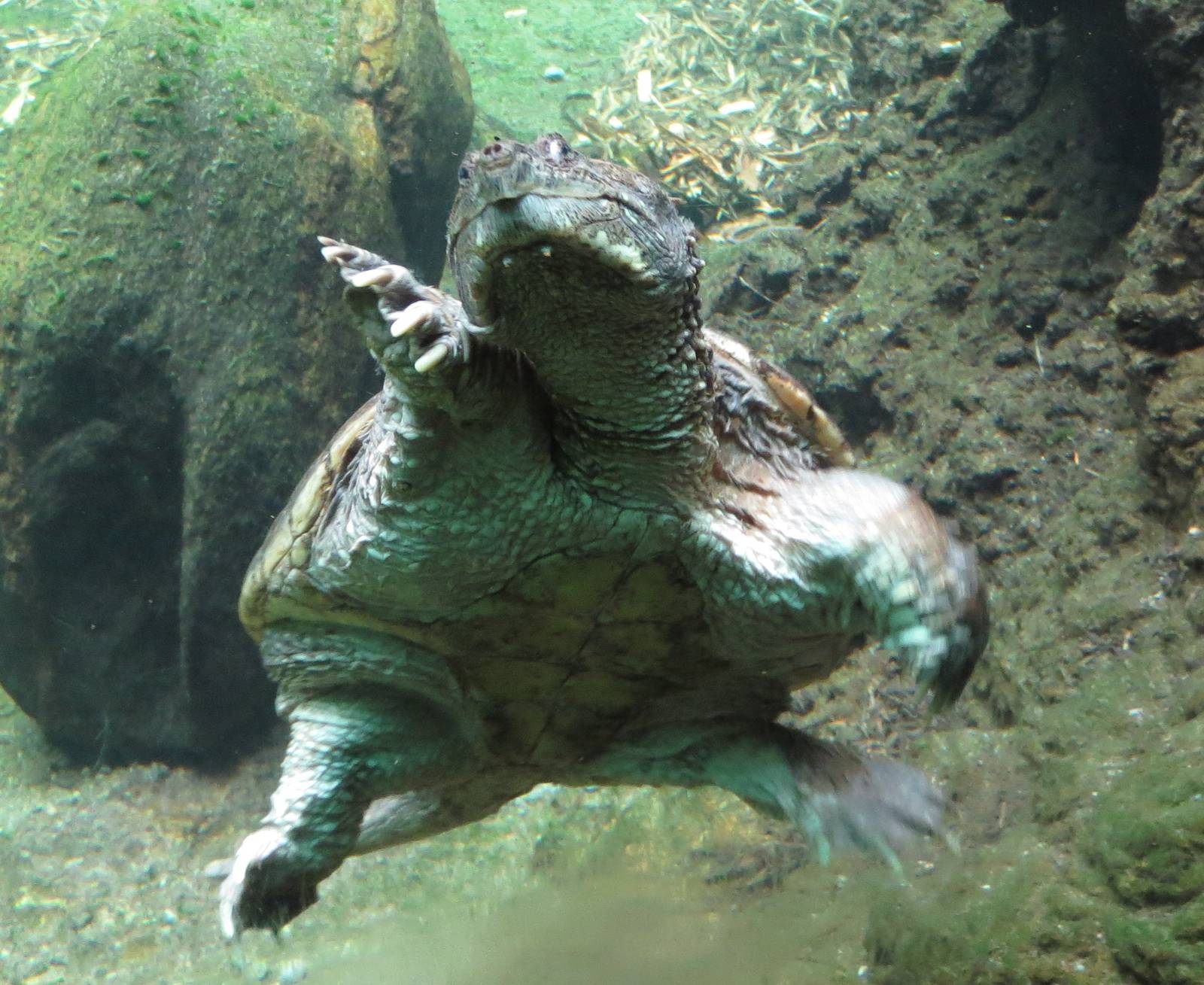 Snapping turtle