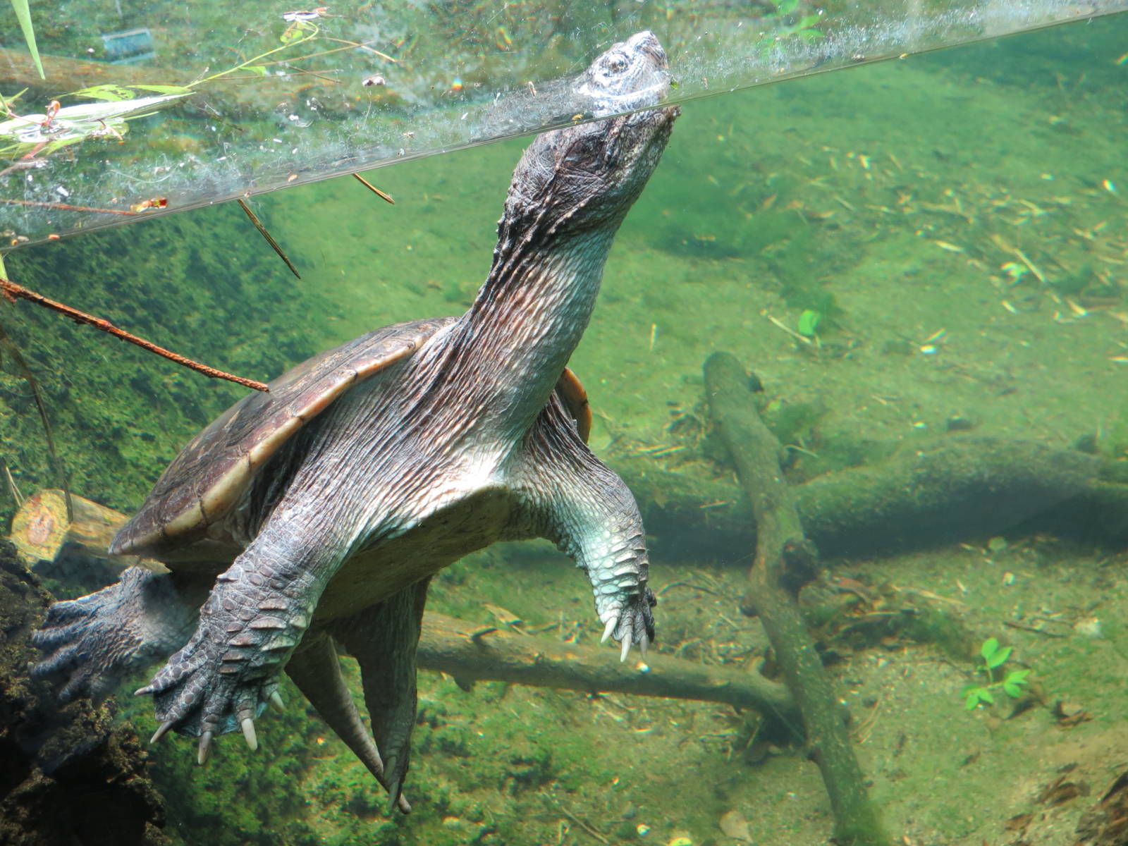 Snapping Turtle