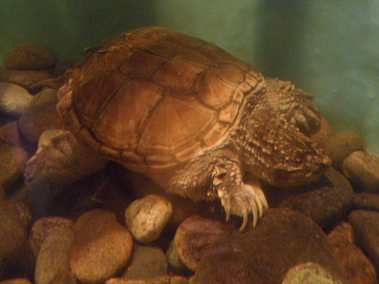 Snapping turtle