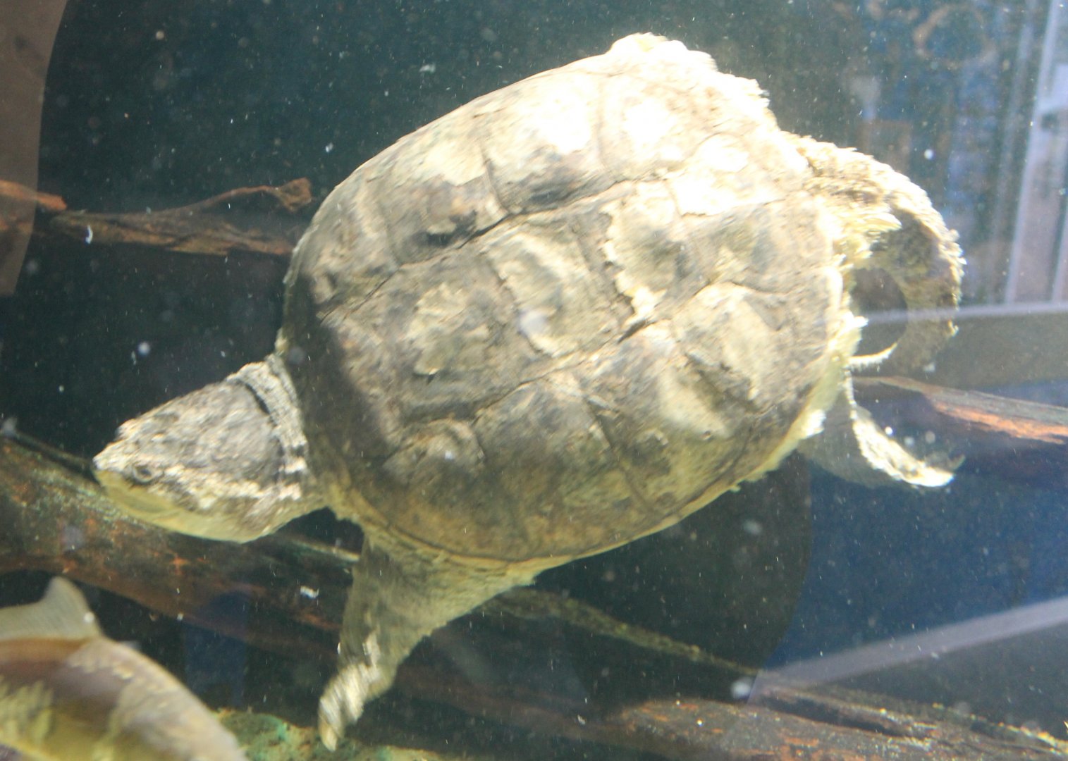 Snapping turtle